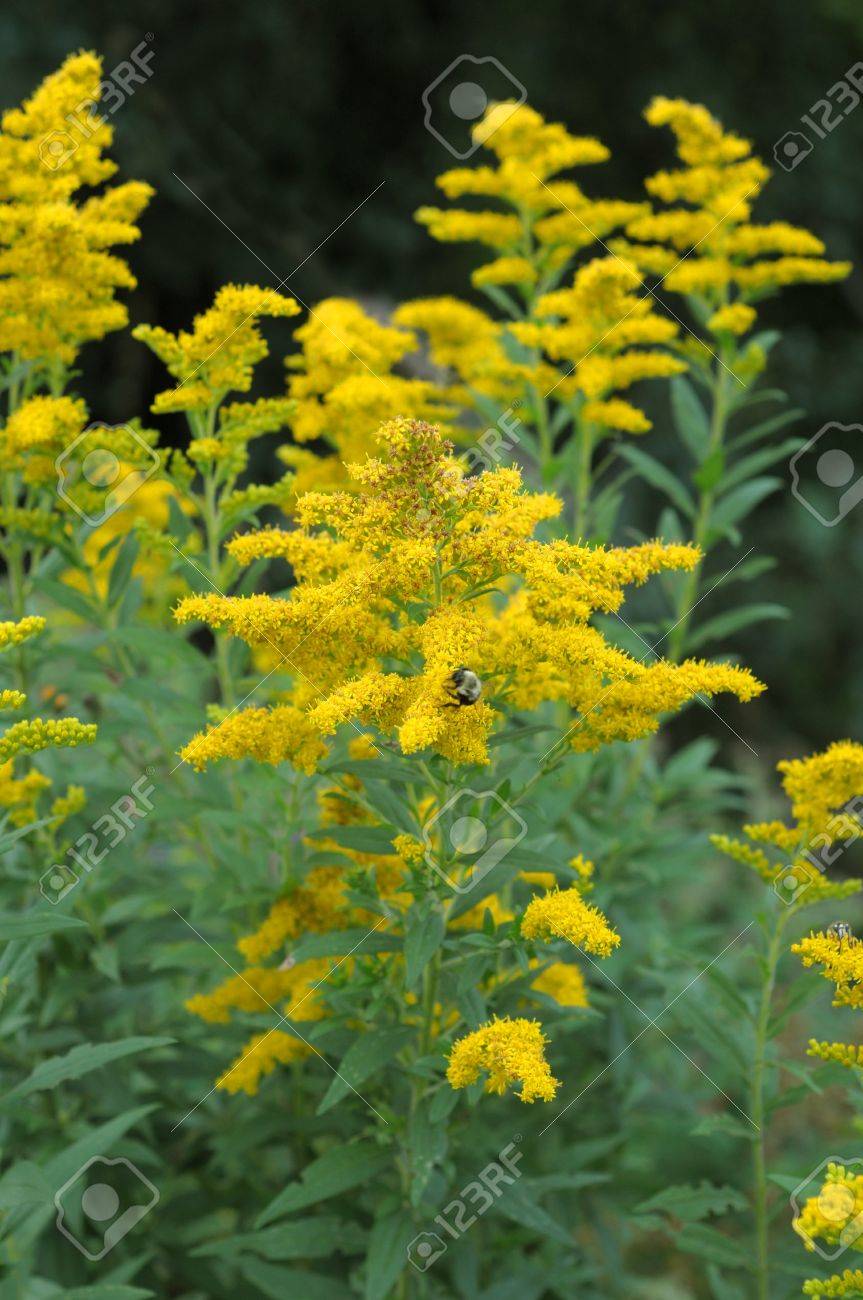 黄色のブタクサ花 の写真素材 画像素材 Image 黄色のブタクサ花 の写真素材 画像素材 Image