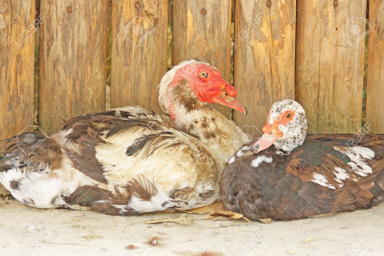 Close Up Of The Hybrid Of The Turkey And Duck. Stock Photo, Picture and  Royalty Free Image. Image 3688132.