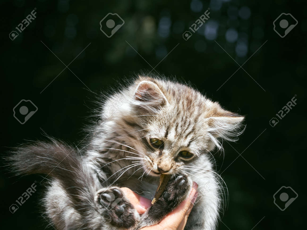 etiam-dictum-ipsum-a-felis