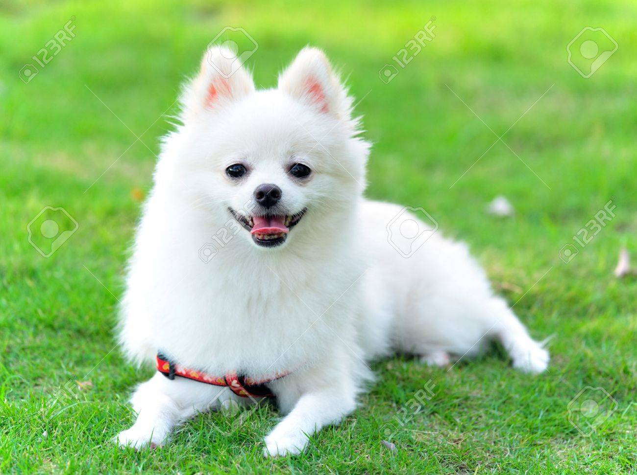 white pomchi