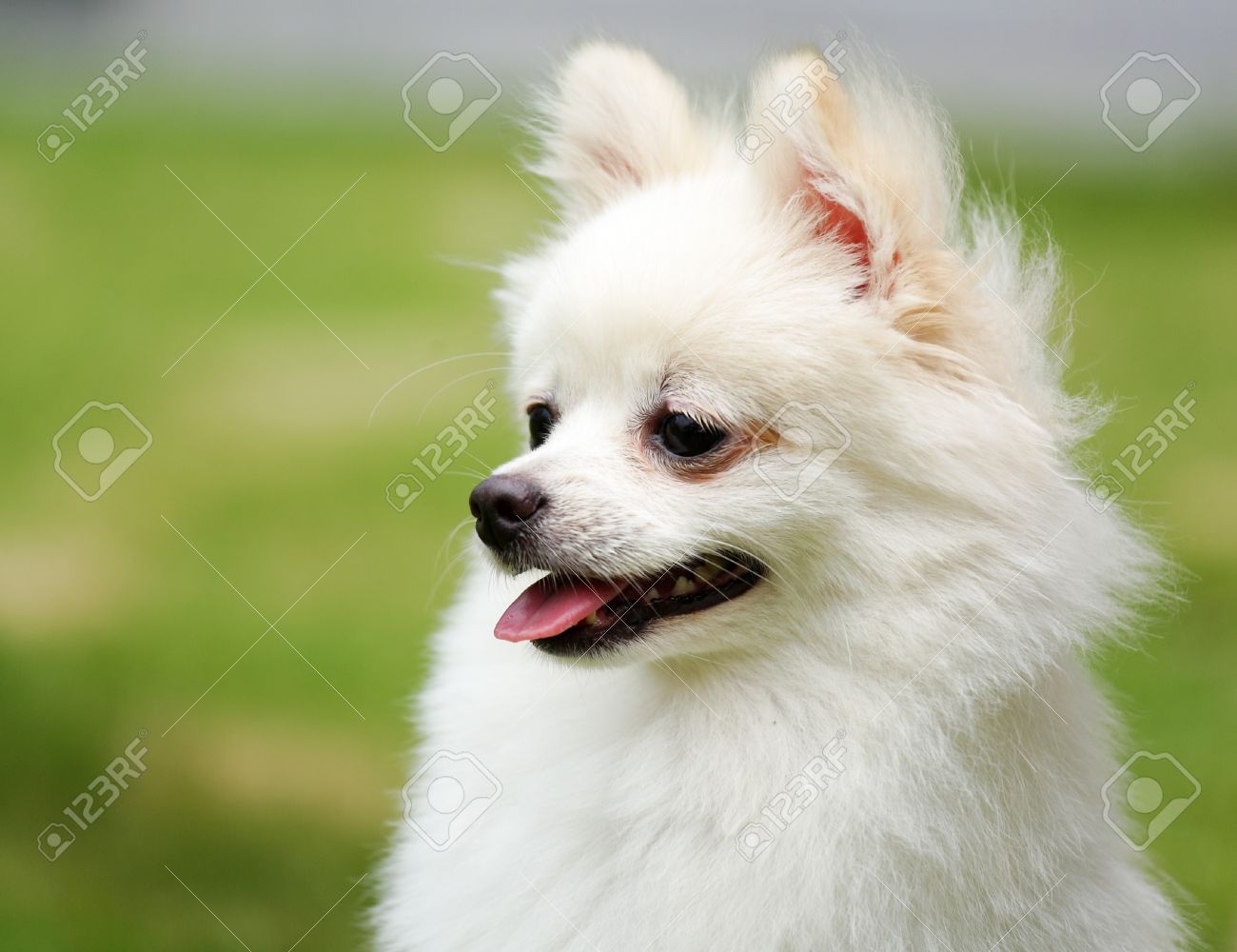 white pomchi