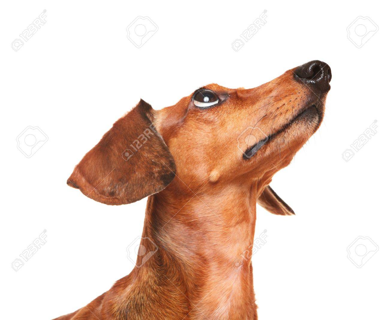 Dachshund Dog Look Up Stock Photo Picture And Royalty Free Image Image 11002733
