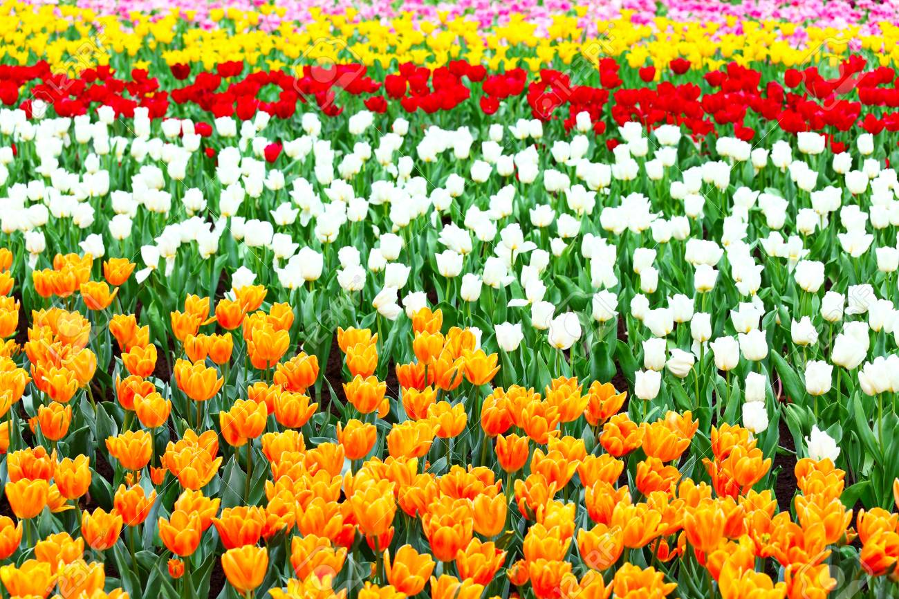 チューリップの花畑 の写真素材 画像素材 Image