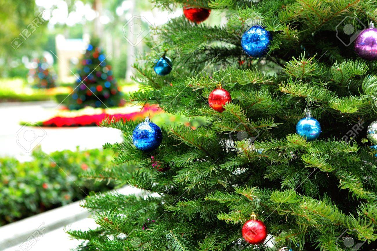 庭のクリスマス ツリー の写真素材 画像素材 Image