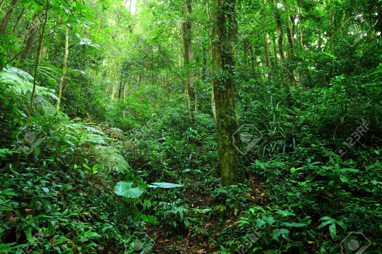 Jungle Stock Photo Picture And Royalty Free Image Image