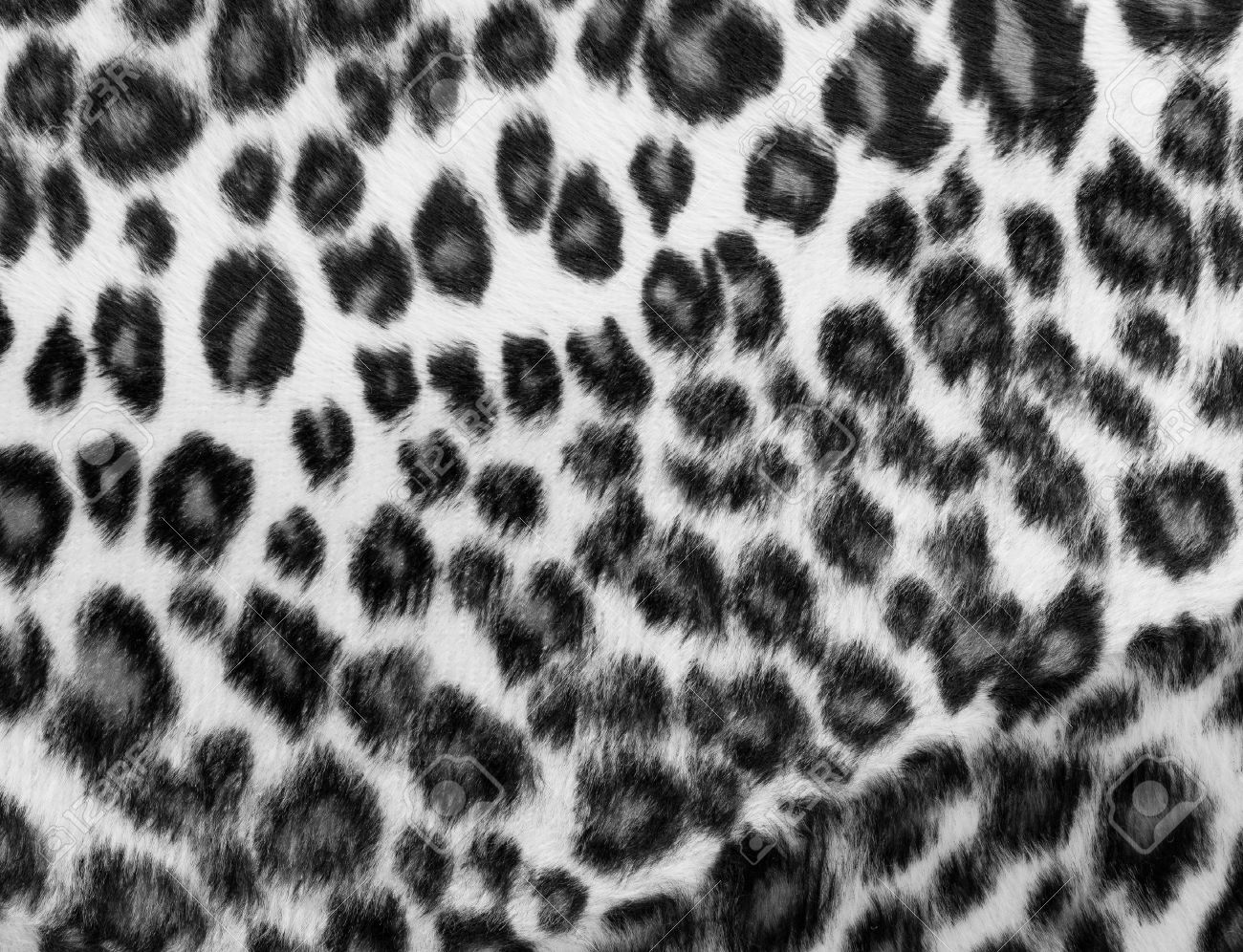 monochrome leopard print stock