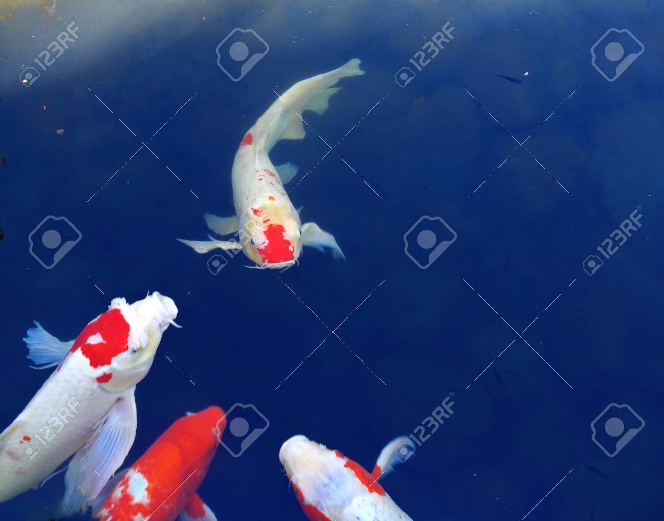 etiam-dictum-ipsum-a-felis