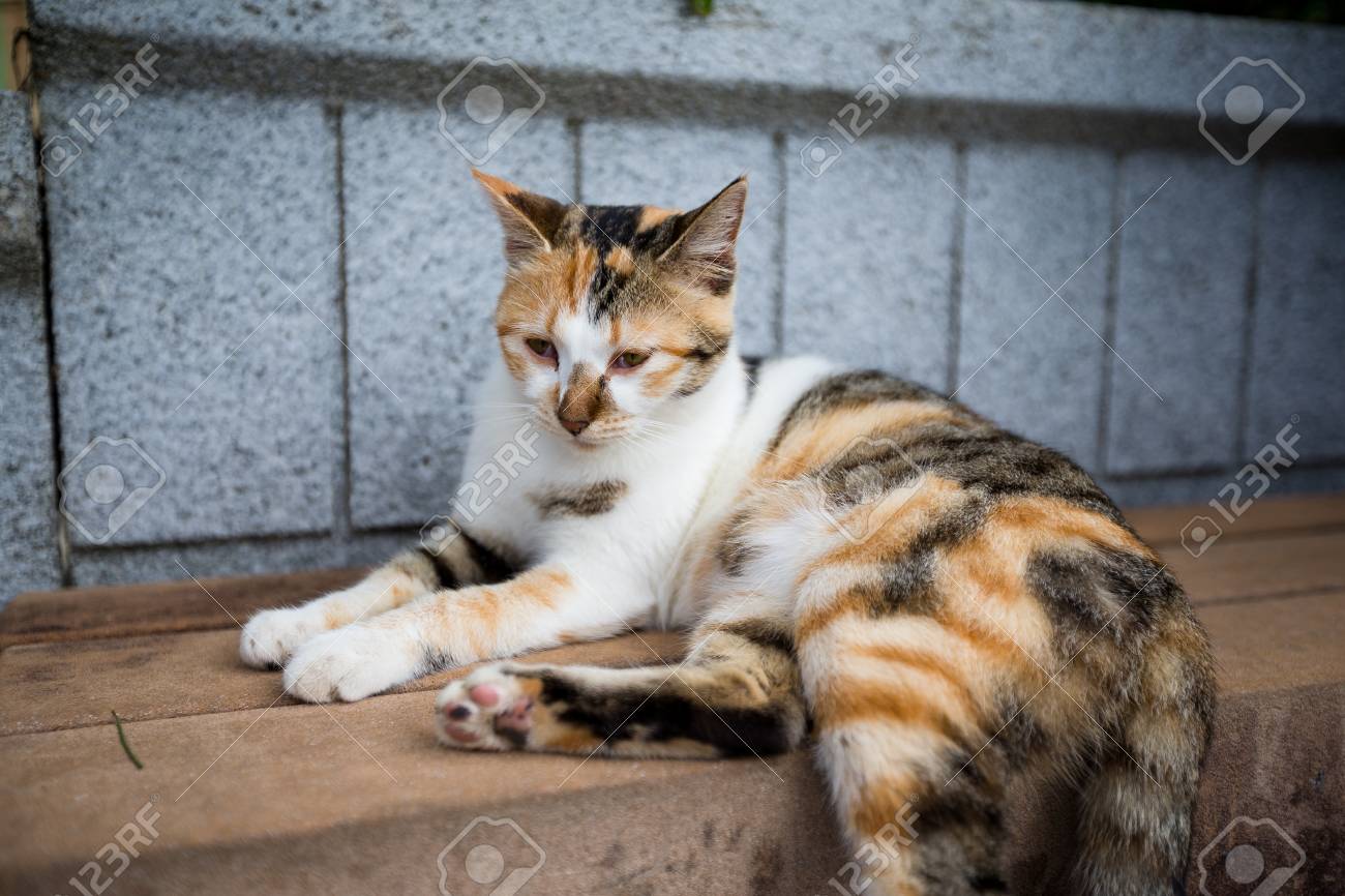 etiam-dictum-ipsum-a-felis