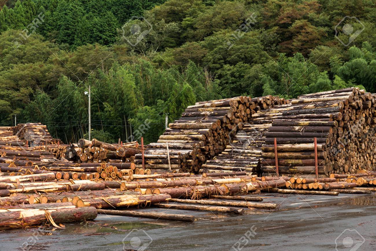 パイン木材材木置き場に積み上げ の写真素材 画像素材 Image