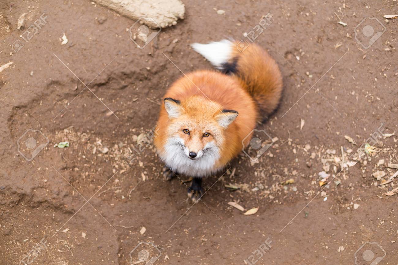 魅力的な 毛皮】赤狐クロケット56.5センチ尾無し難あり 帽子