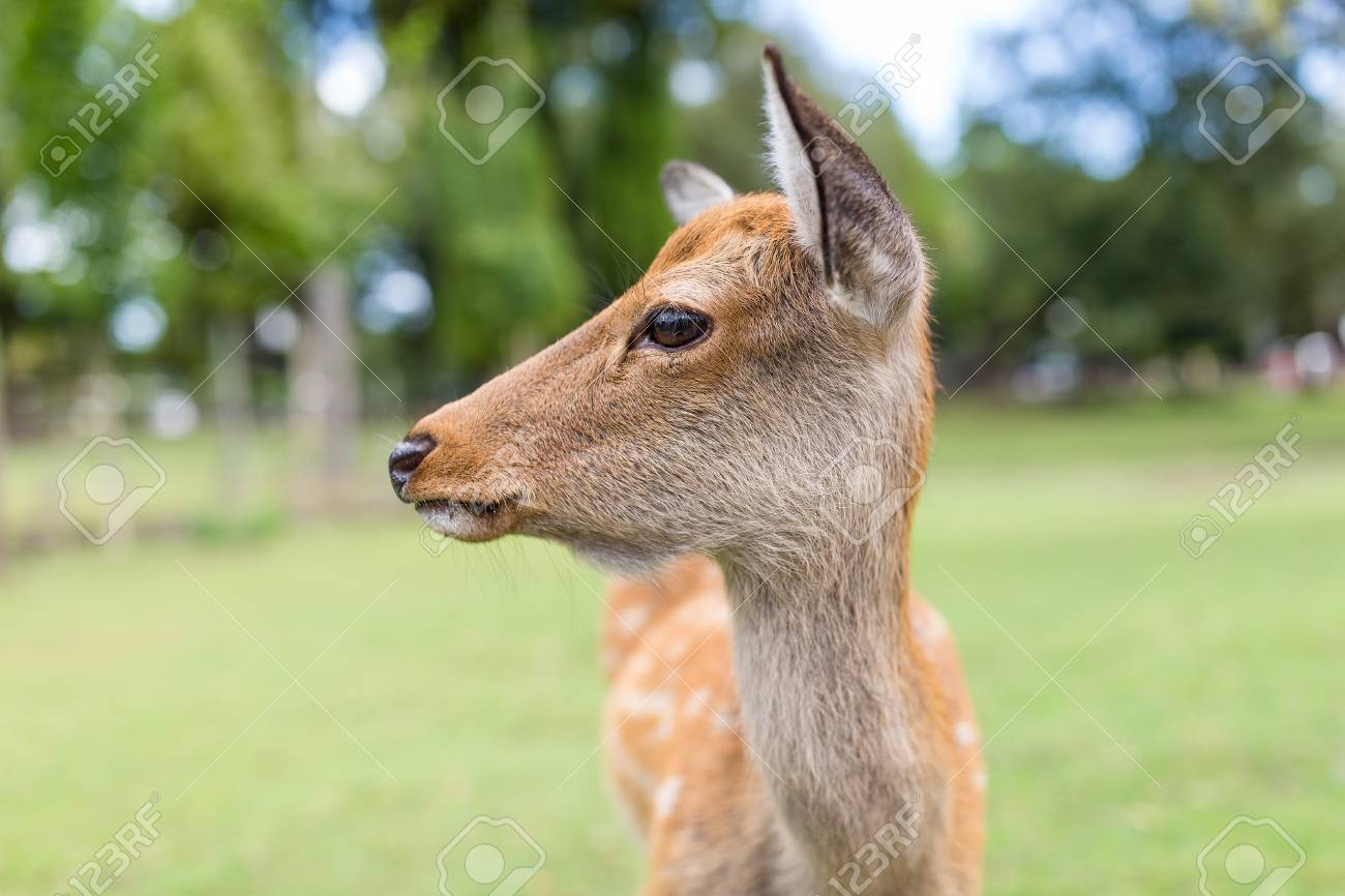 かわいい野生の鹿 の写真素材 画像素材 Image