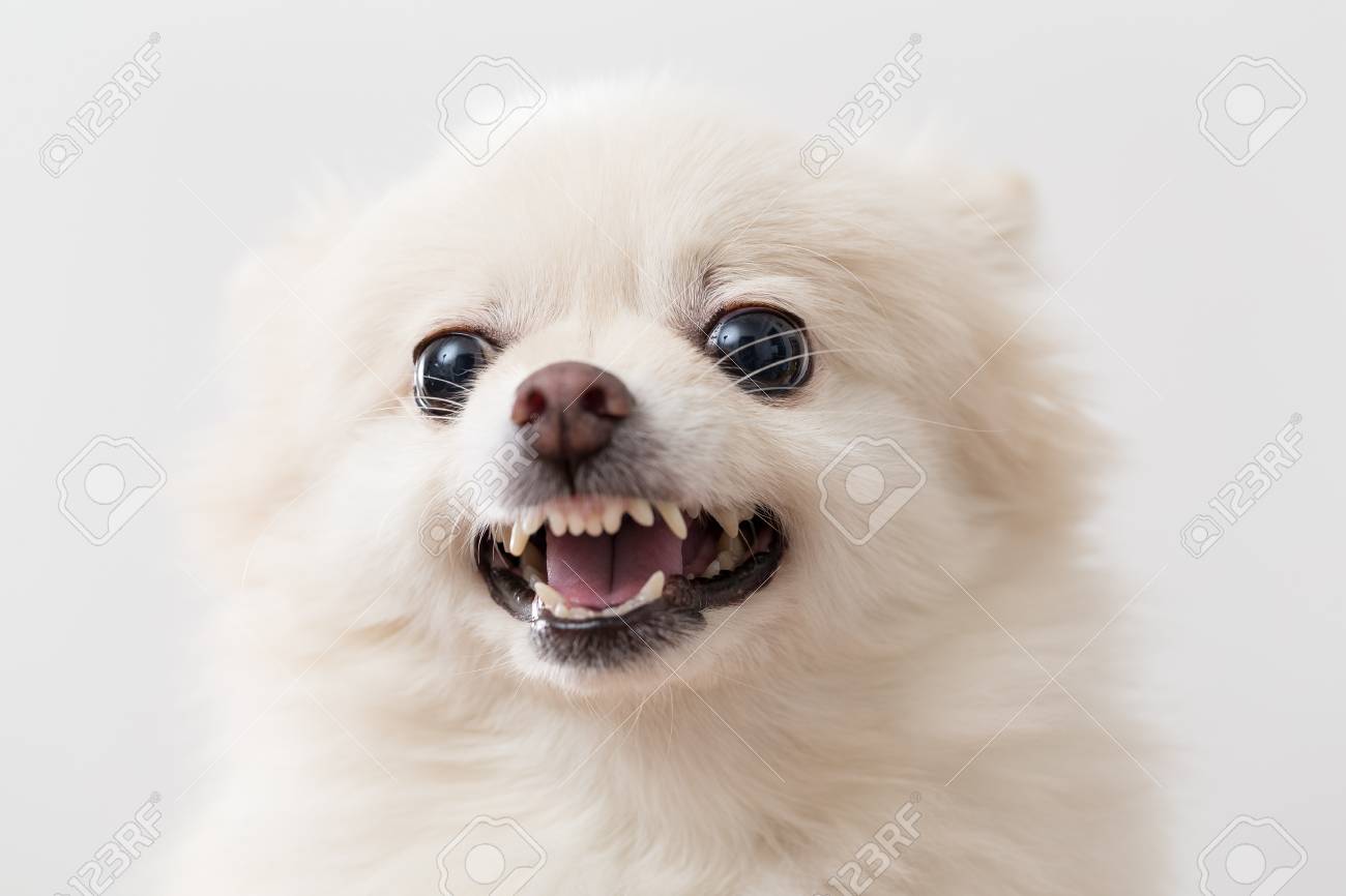 白いポメラニアン犬が吠えています の写真素材 画像素材 Image 白いポメラニアン犬が吠えています の写真素材 画像素材 Image