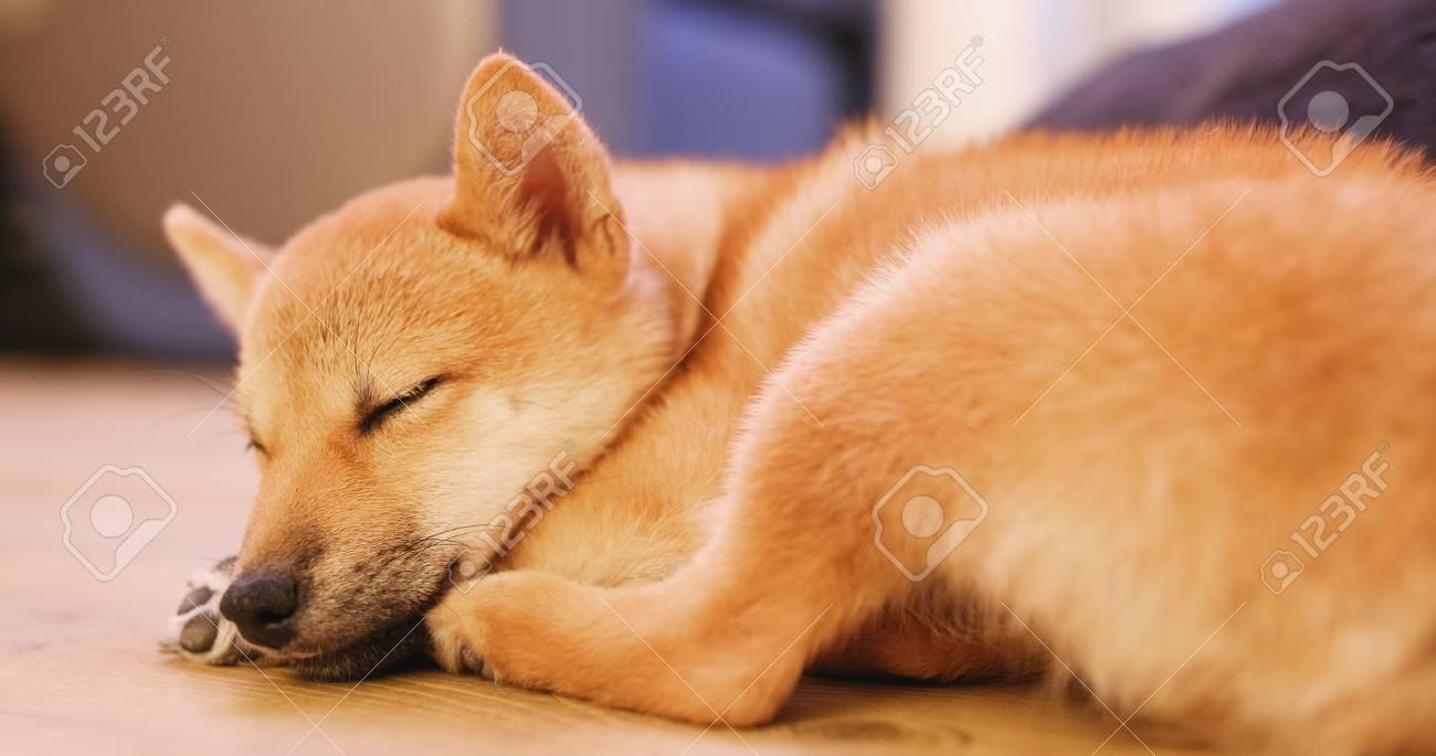 aquarium decorations online