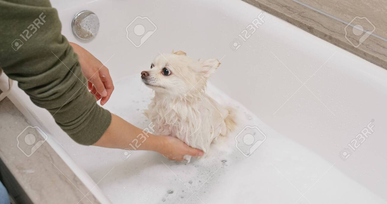 Pomeranian Dog Take Bath Stock Photo Picture And Royalty Free Image Image 122208029