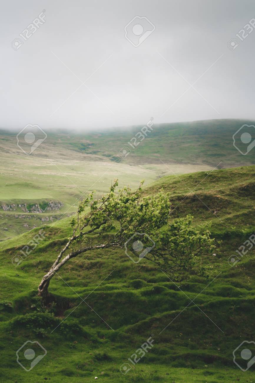 曇りの天候の中 フェアリーグレン スカイ島で長年にわたって絶え間ない風によって曲がった風の木 の写真素材 画像素材 Image