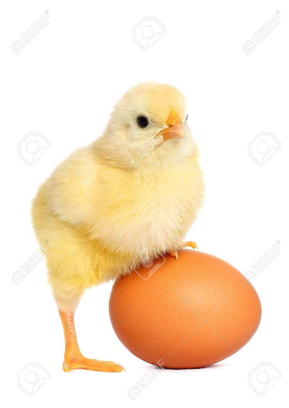 cute yellow baby chick