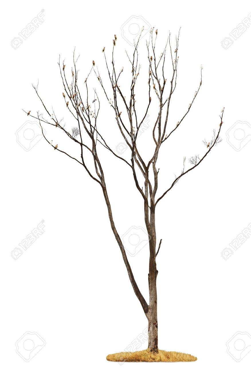白い背景で隔離の枝に白いオウムと 1 つの古い 死んだツリー の写真素材 画像素材 Image