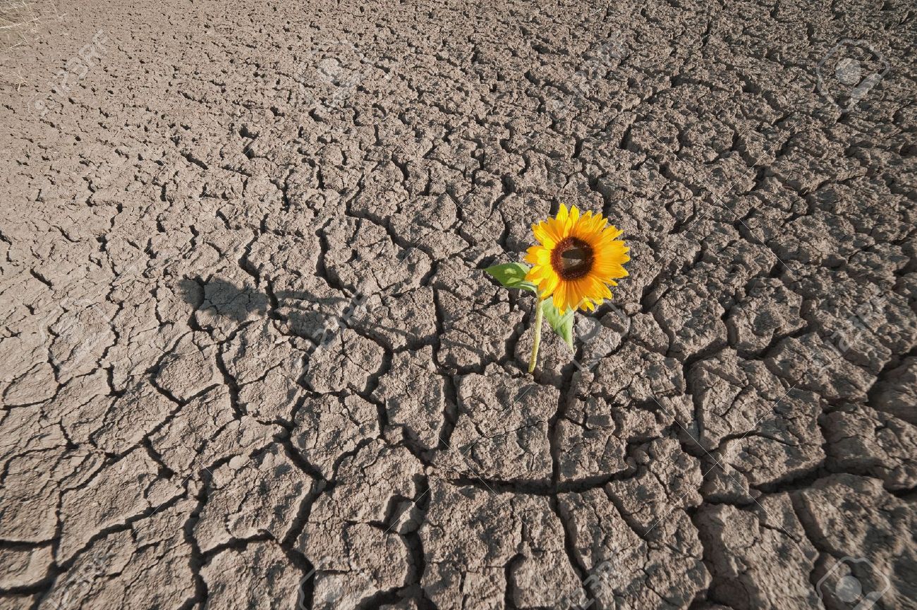 Image result for single flower barren landscape
