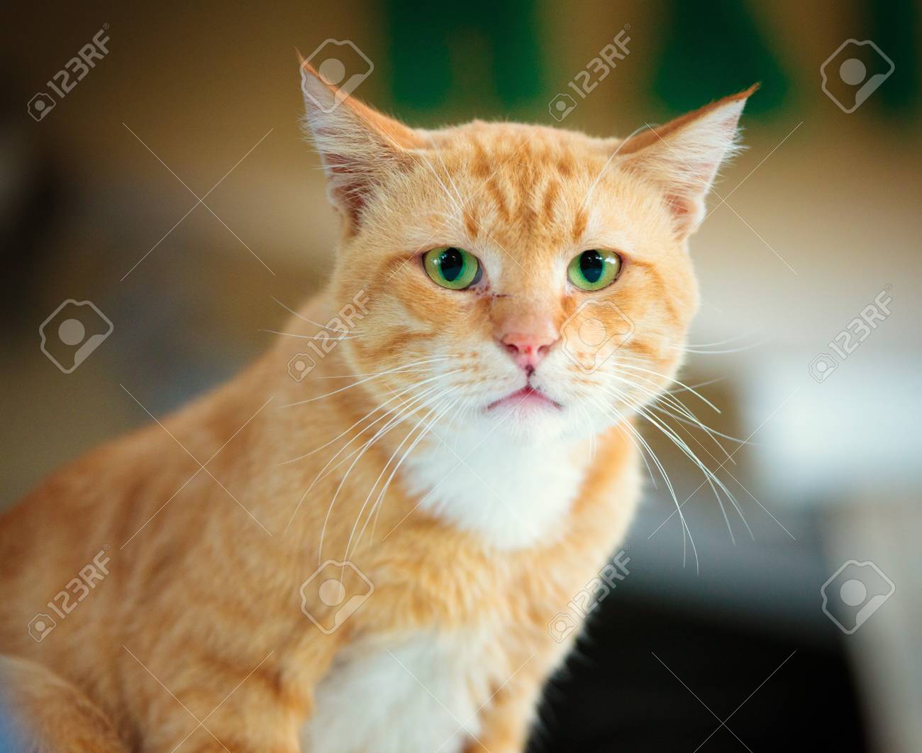 etiam-dictum-ipsum-a-felis