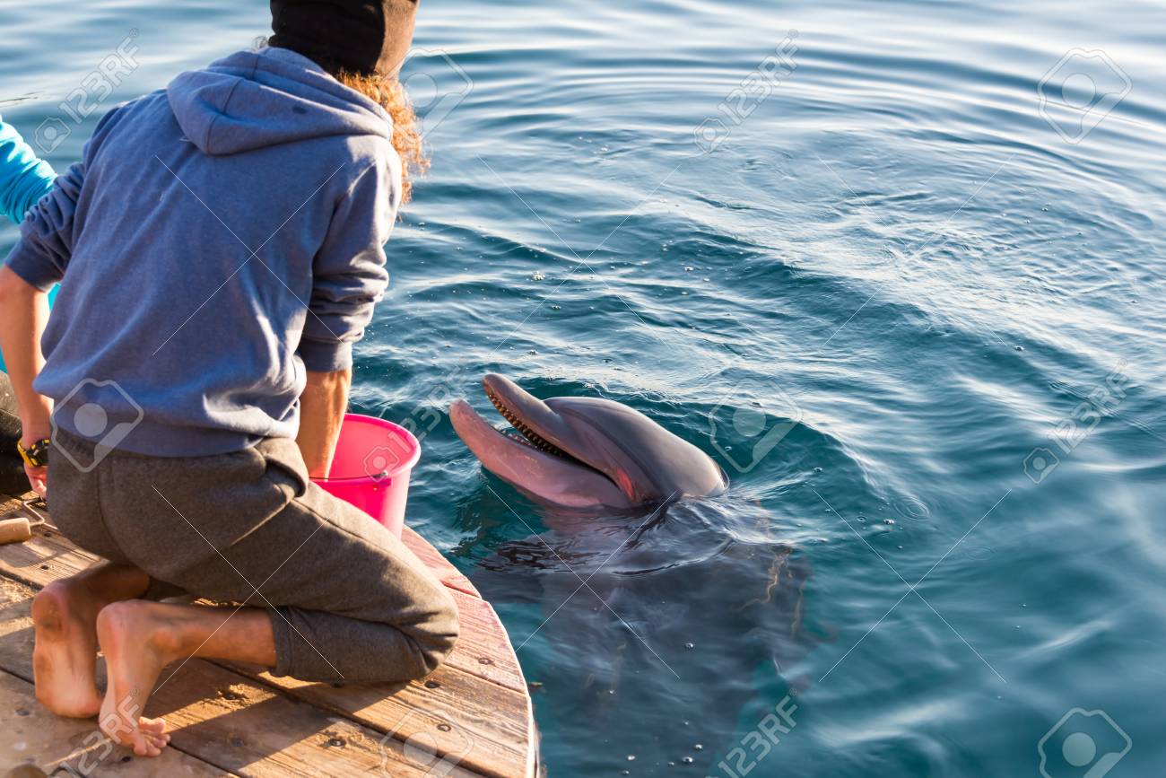 at dolphin reef in