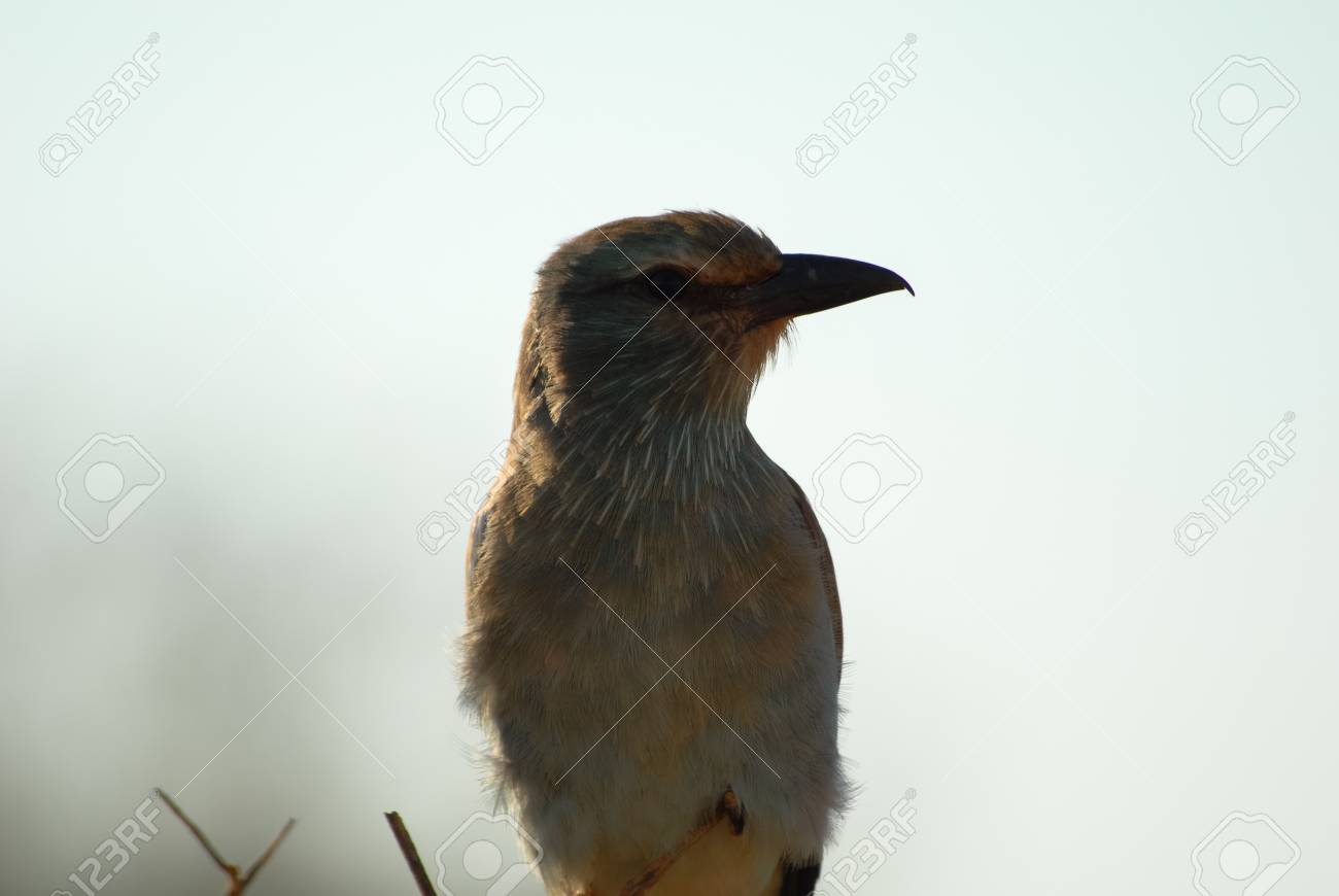 鳥では 朝の時間の日光浴 の写真素材 画像素材 Image