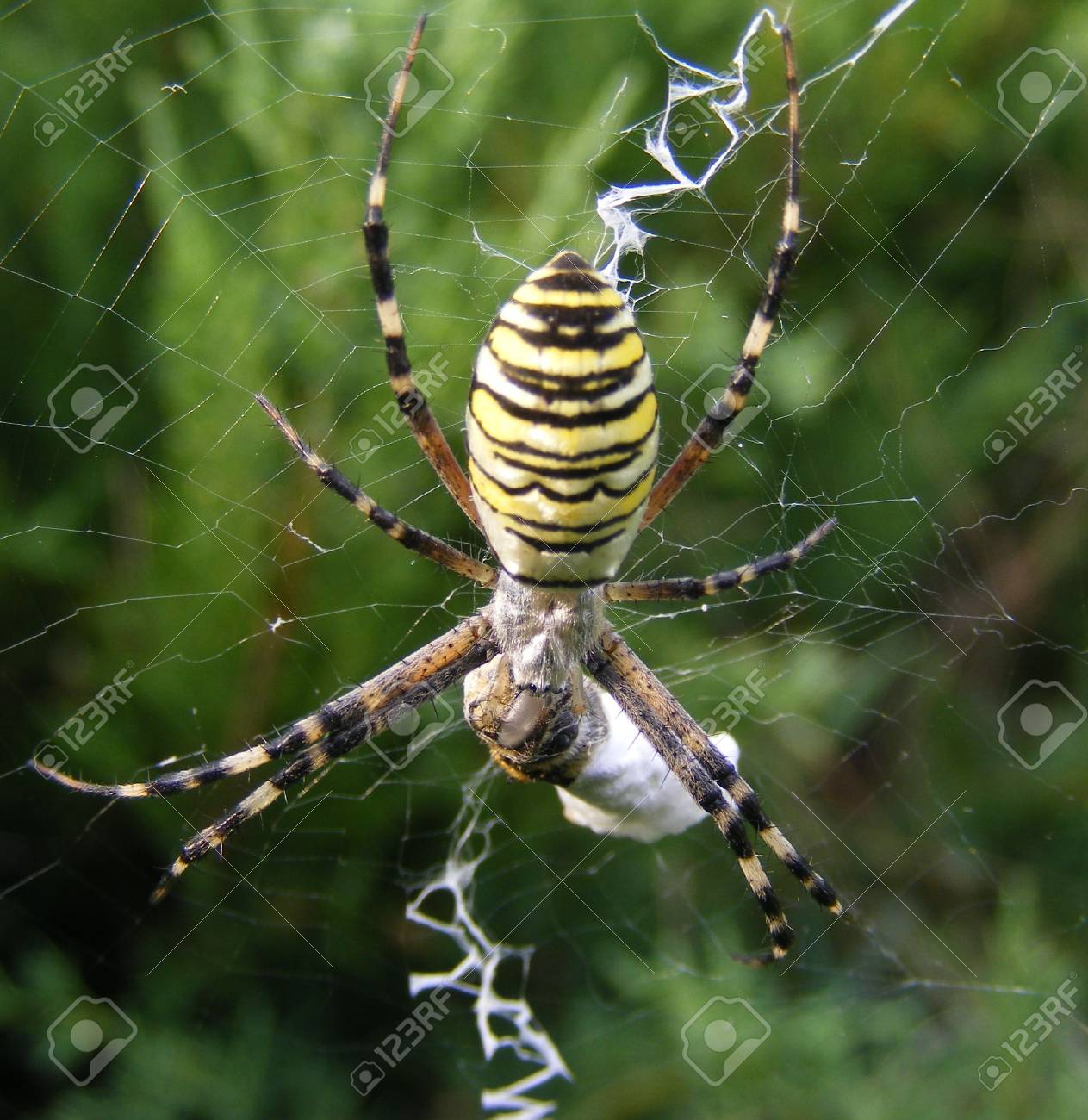 etiam-dictum-ipsum-a-felis