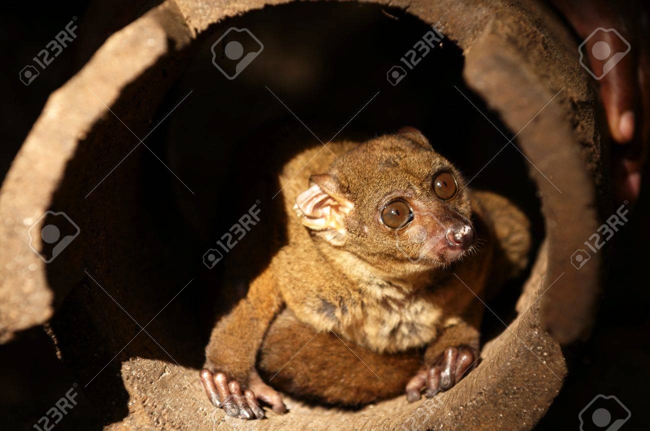 ザンジバル ショウガラゴ ガラゴ Zanzibaricus は Galagidae 家族の霊長類です の写真素材 画像素材 Image