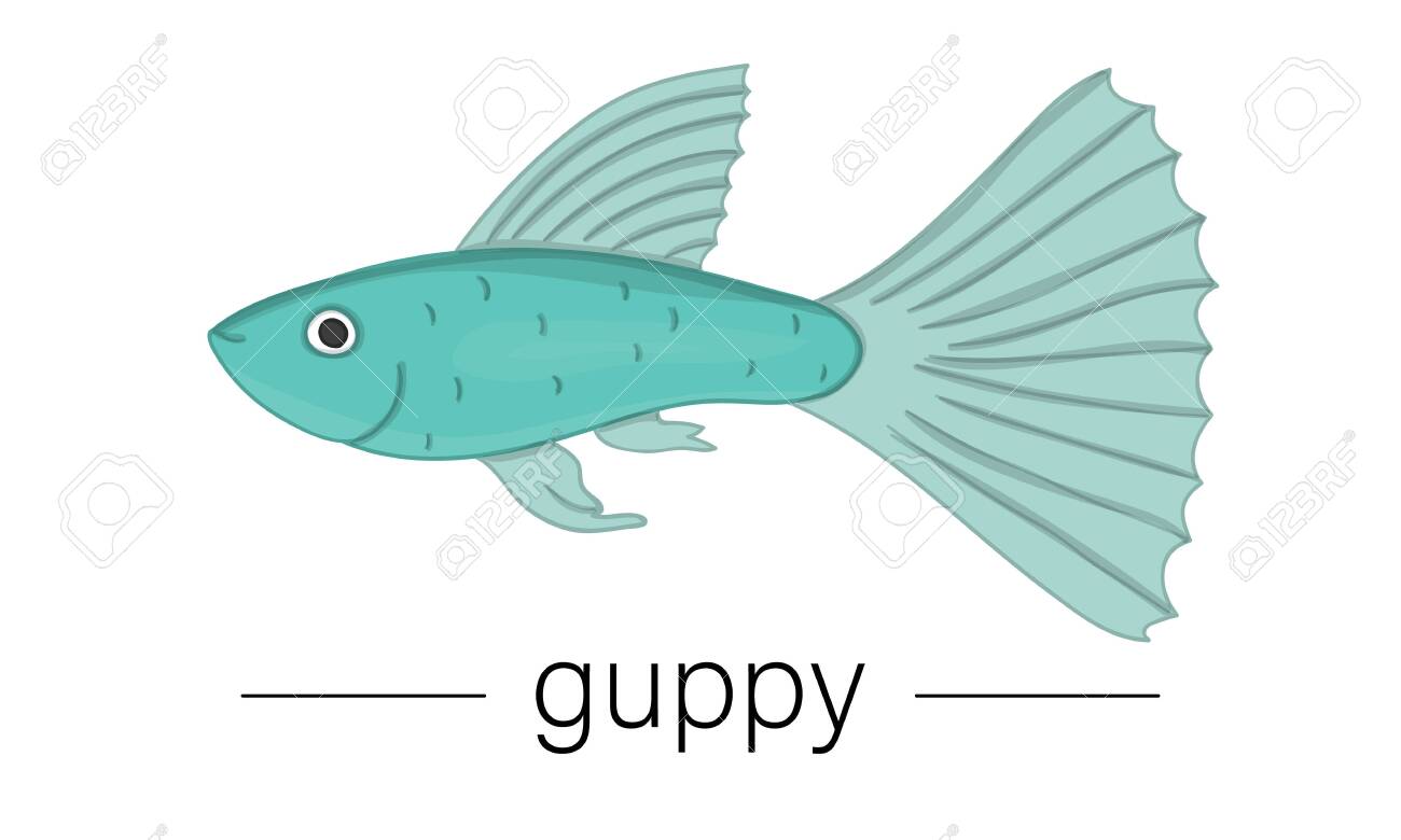 Vector Colored Illustration Of Aquarium Fish Cute Picture Of Royalty Free Cliparts Vectors And Stock Illustration Image 129902282