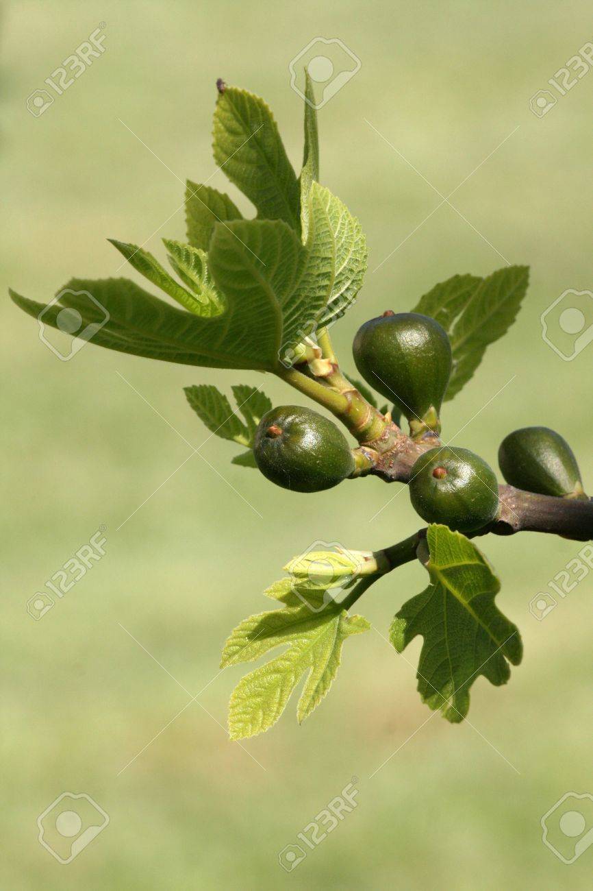 緑の葉と若い小さなイチジクとイチジクの木 の写真素材 画像素材 Image