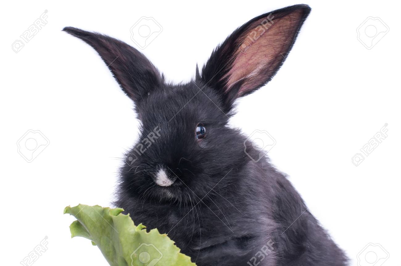 かわいい黒いウサギのクローズアップグリーンサラダを食べる 孤立 の写真素材 画像素材 Image