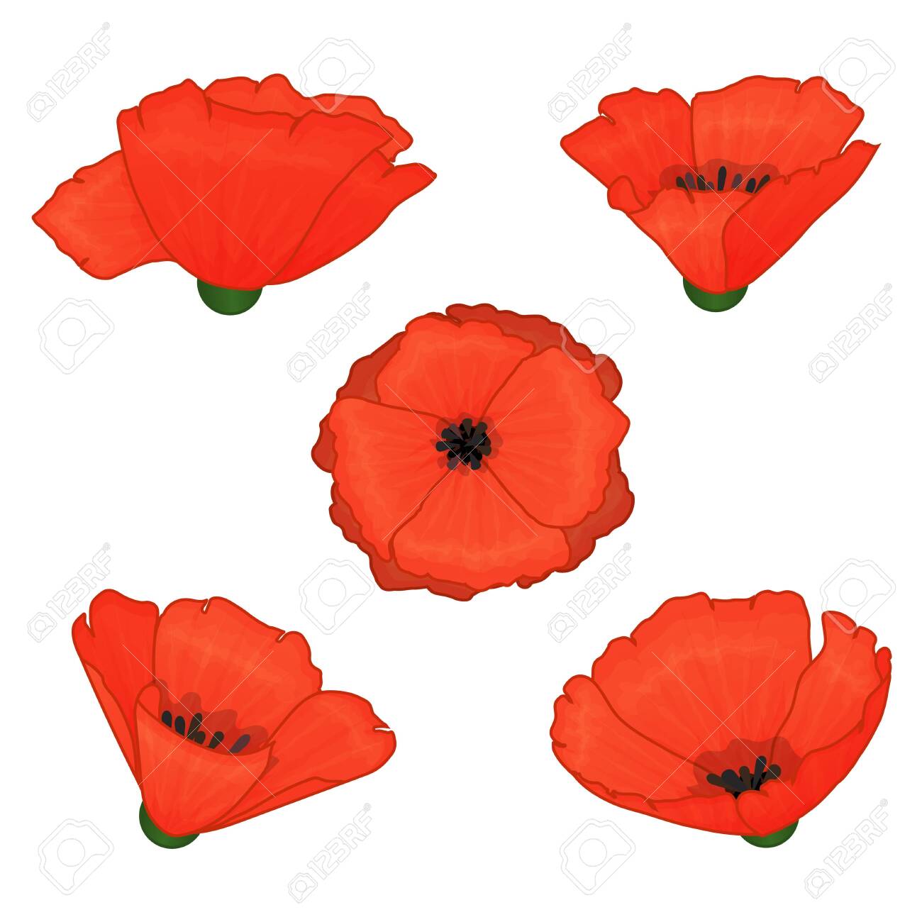 Red Poppy Set Of Flowers On A White Background Isolated Objects Royalty Free Cliparts Vectors And Stock Illustration Image