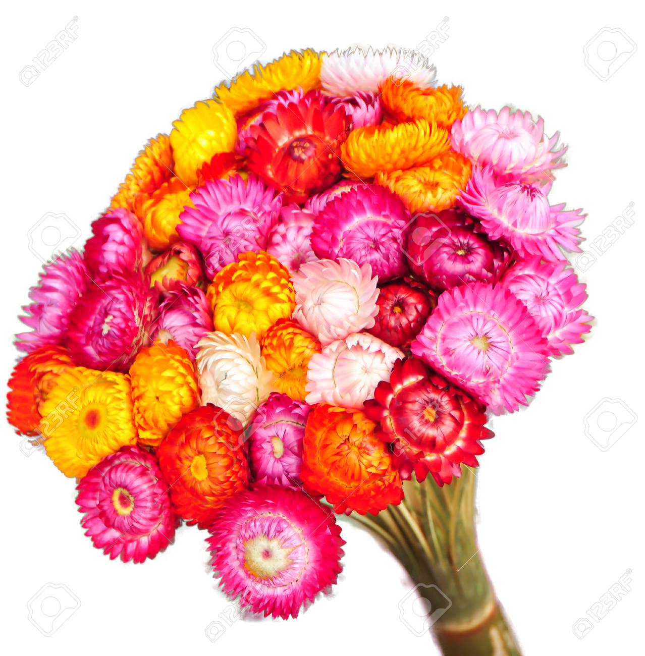 Isolate Everlasting Flower Bouquet Stock Photo Picture And Royalty Free Image Image