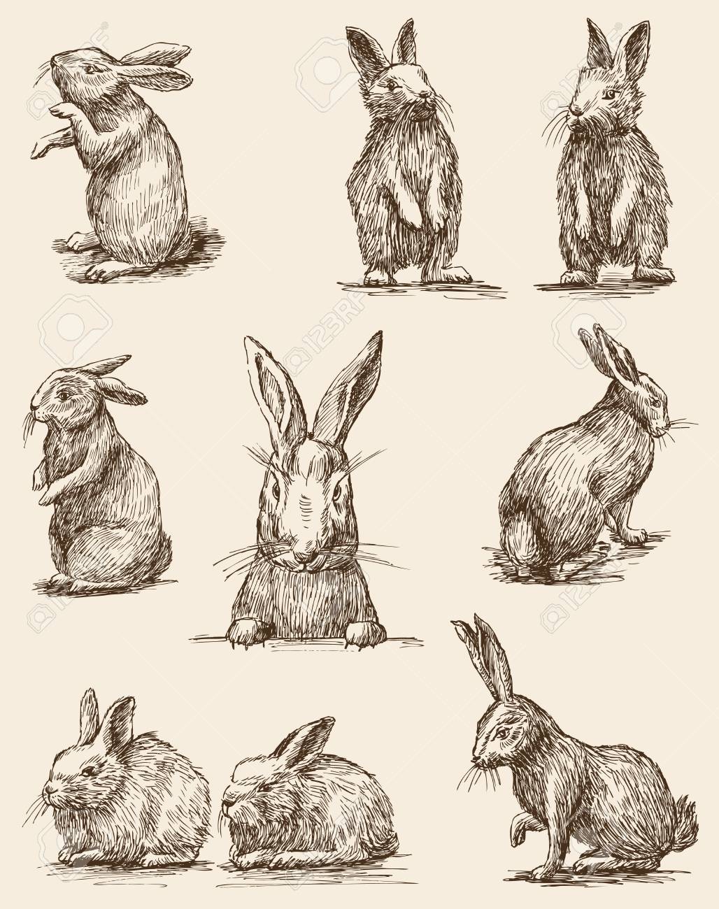 The vector drawings of the different vintage rabbits.