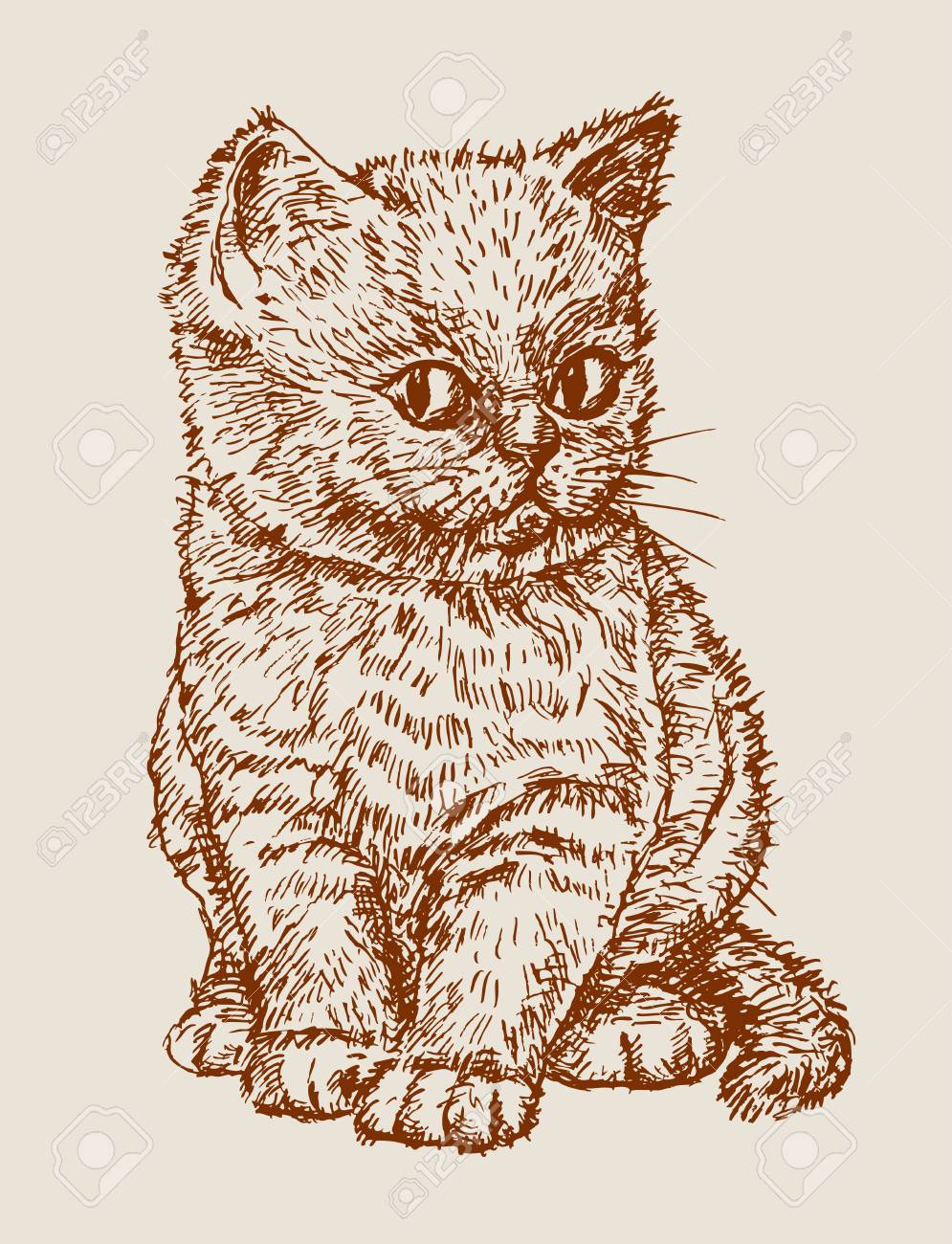 the vector drawing of a cute kitten royalty free cliparts vectors
