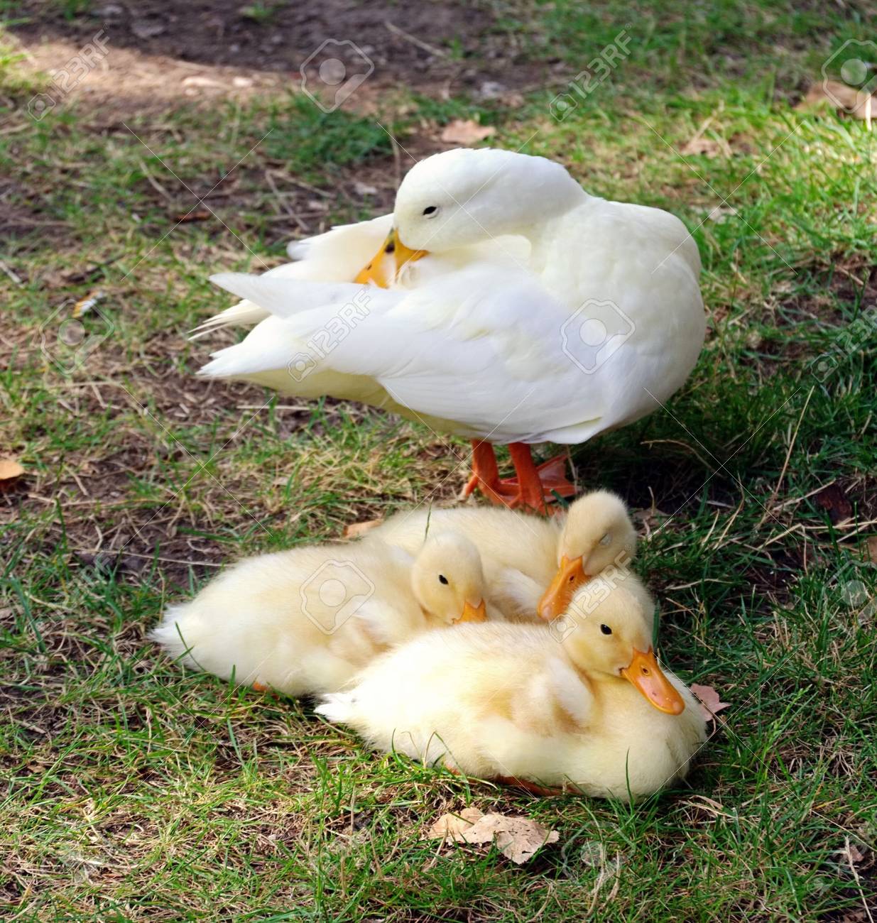 アヒルの雛と の写真素材 画像素材 Image