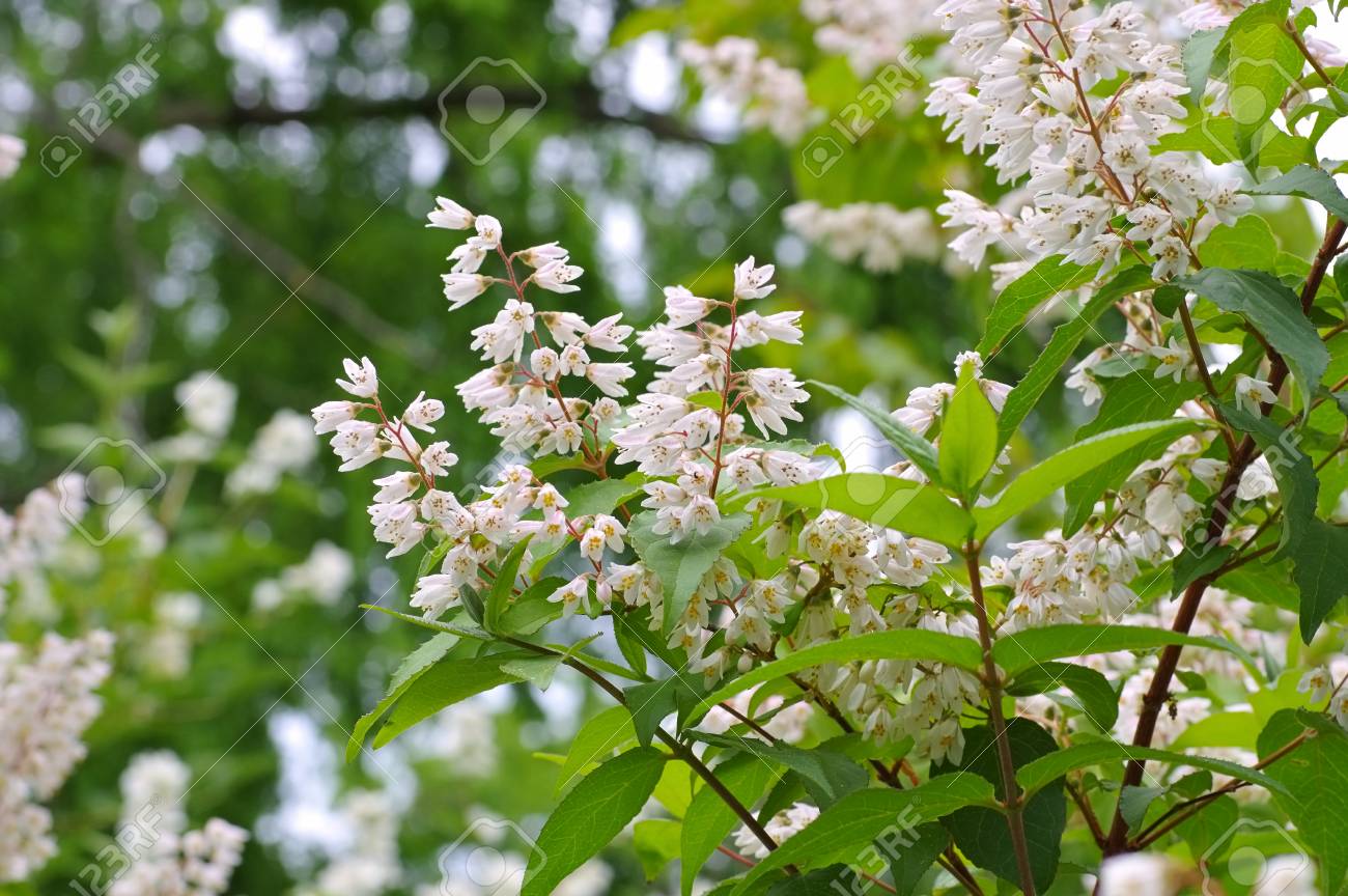 ツゲ バイカウツギ世 Philadelphus 土中埋蔵したニガイチゴ ホワイト開花低木 の写真素材 画像素材 Image