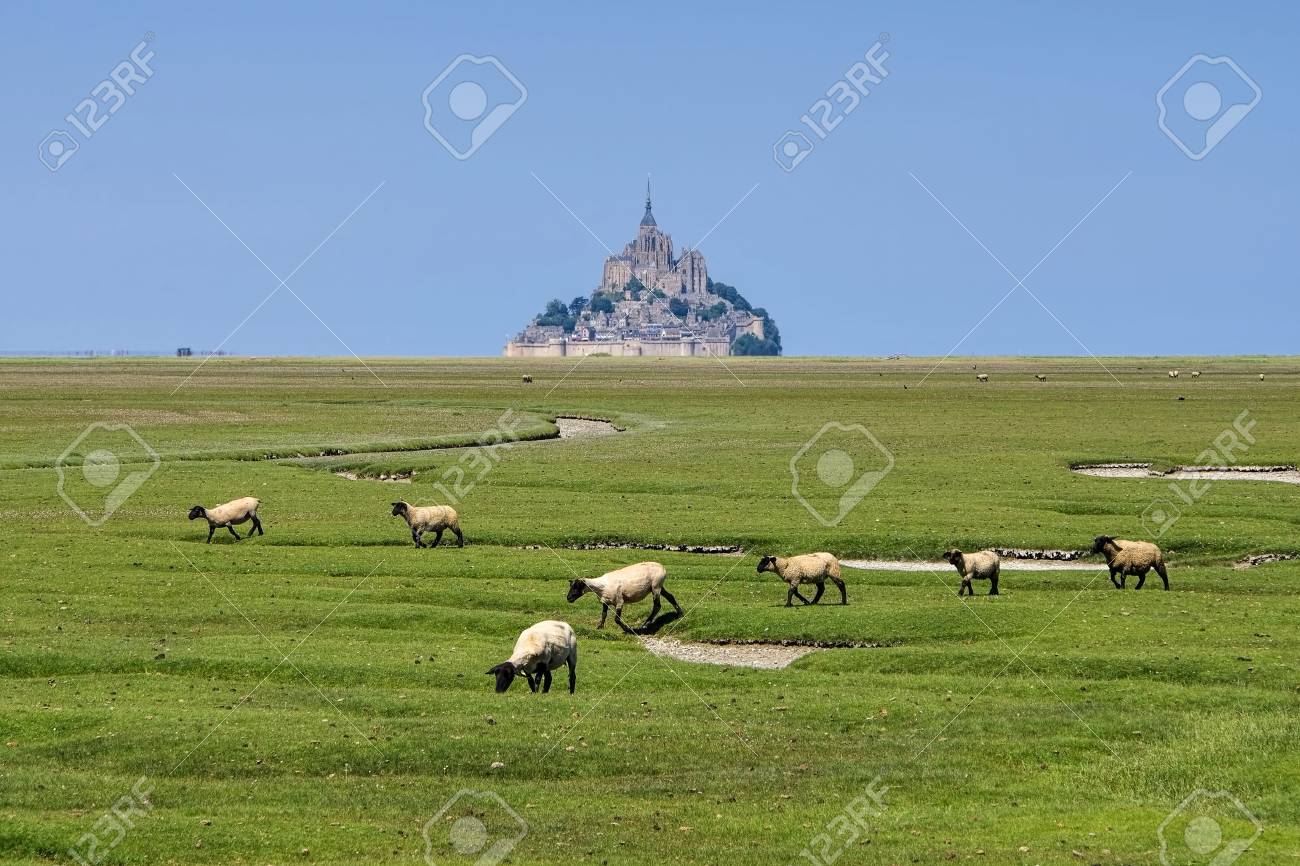 モン サン ミシェル ノルマンディー フランスの羊 の写真素材 画像素材 Image