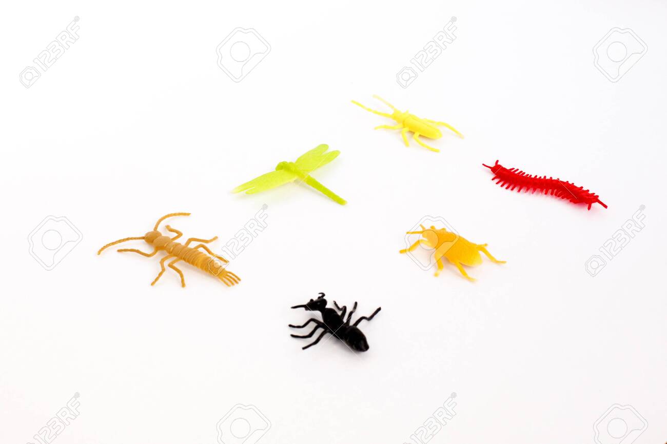 millipede toy
