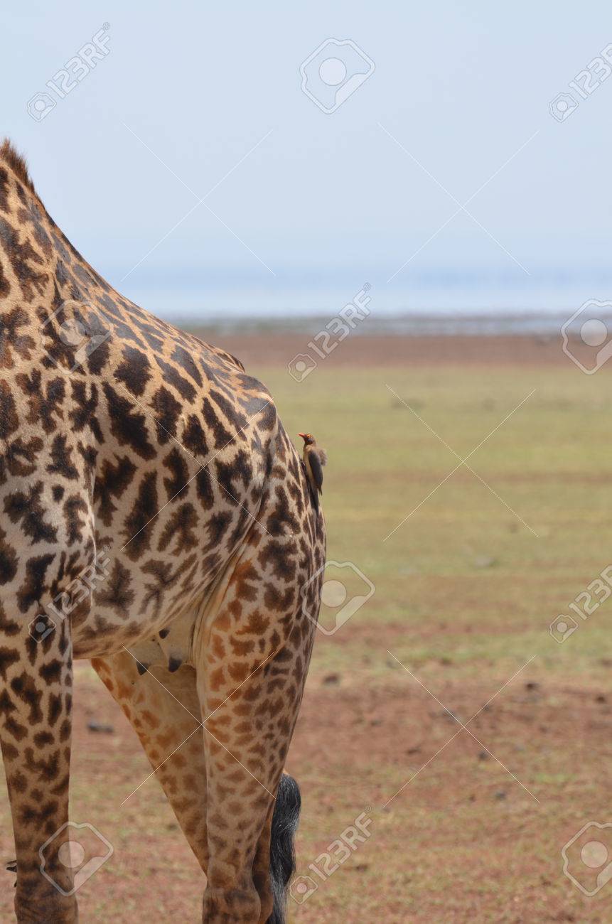 parásito en la sabana africana