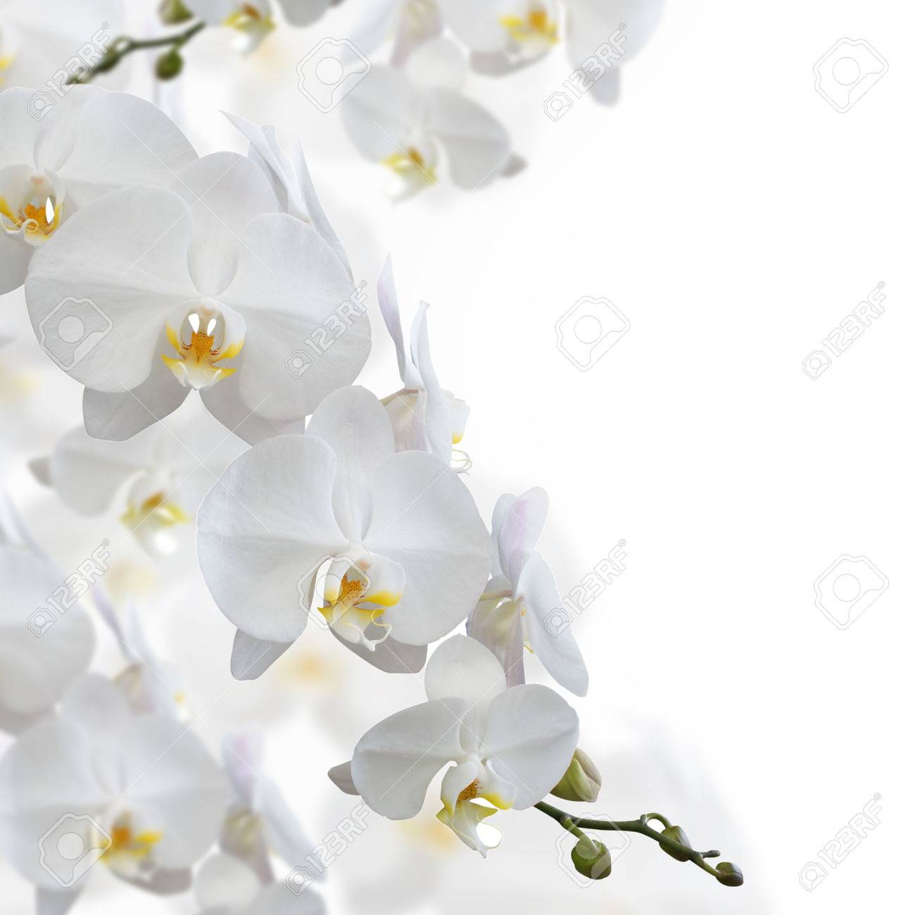 Weisse Orchidee Blume Isoliert Auf Weissem Hintergrund Lizenzfreie Fotos Bilder Und Stock Fotografie Image 39235759