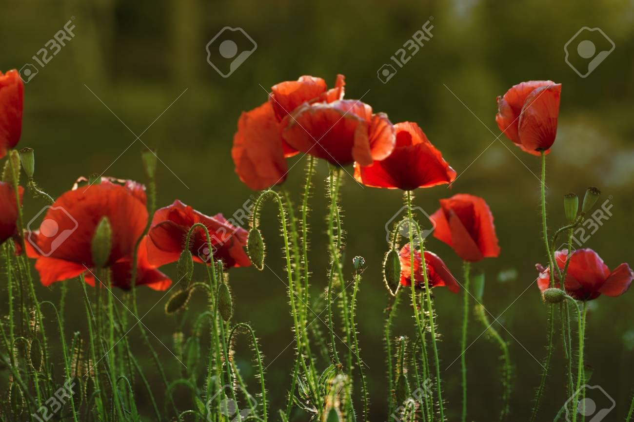 ポピーの頭を閉じます 赤いケシ 赤いケシの花のフィールドをクローズ アップ 緑の雑草のフィールドに赤いケシ の写真素材 画像素材 Image 6155