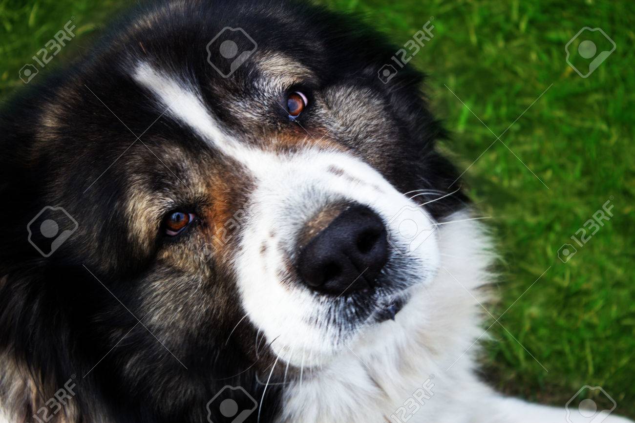 Berger Du Caucase Un Grand Chien De Garde Fluffy Caucasian Berger Chien Est Couché Sur Une Herbe Verte