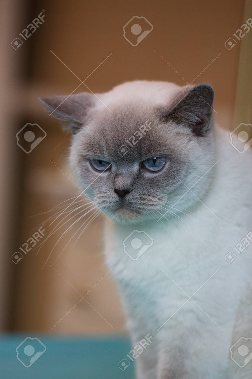 British White Cat British Cat Color Blue Point British White Stock Photo Picture And Royalty Free Image Image