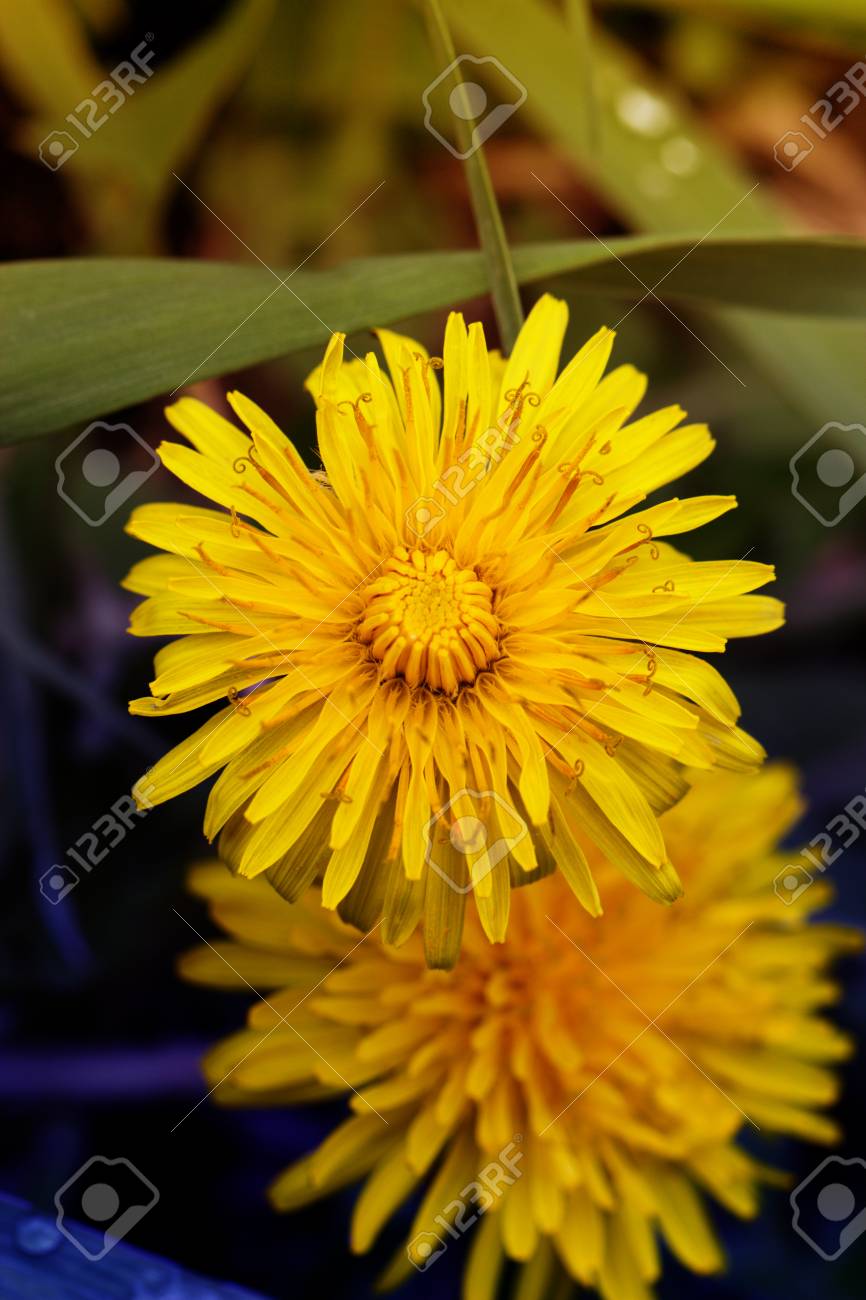 黄色いタンポポのおしべ クローズ アップ 暗い背景 タンポポの花 の写真素材 画像素材 Image 黄色いタンポポのおしべ クローズ アップ 暗い背景 タンポポの花 の写真素材 画像素材 Image