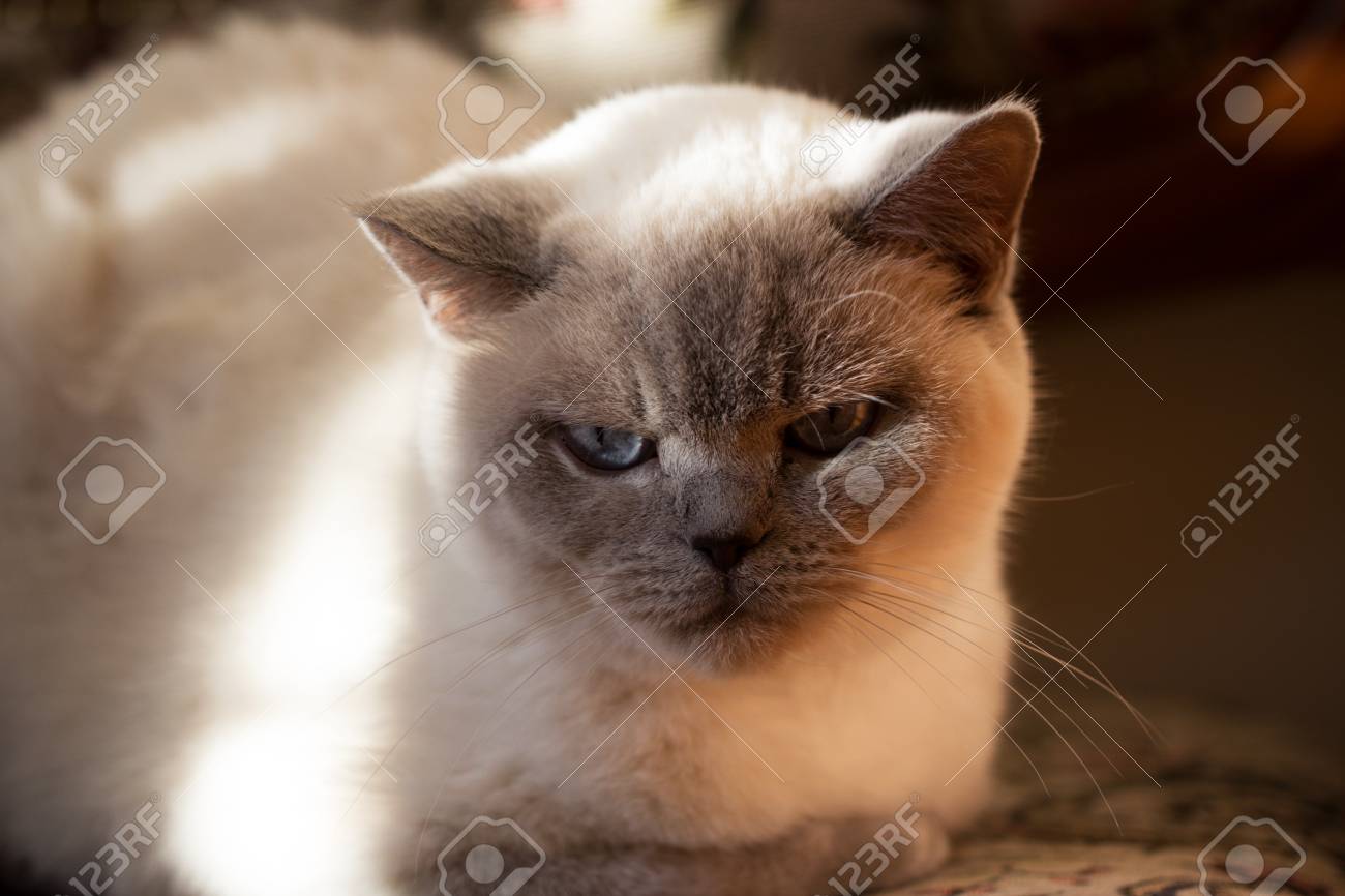 Stock Photo