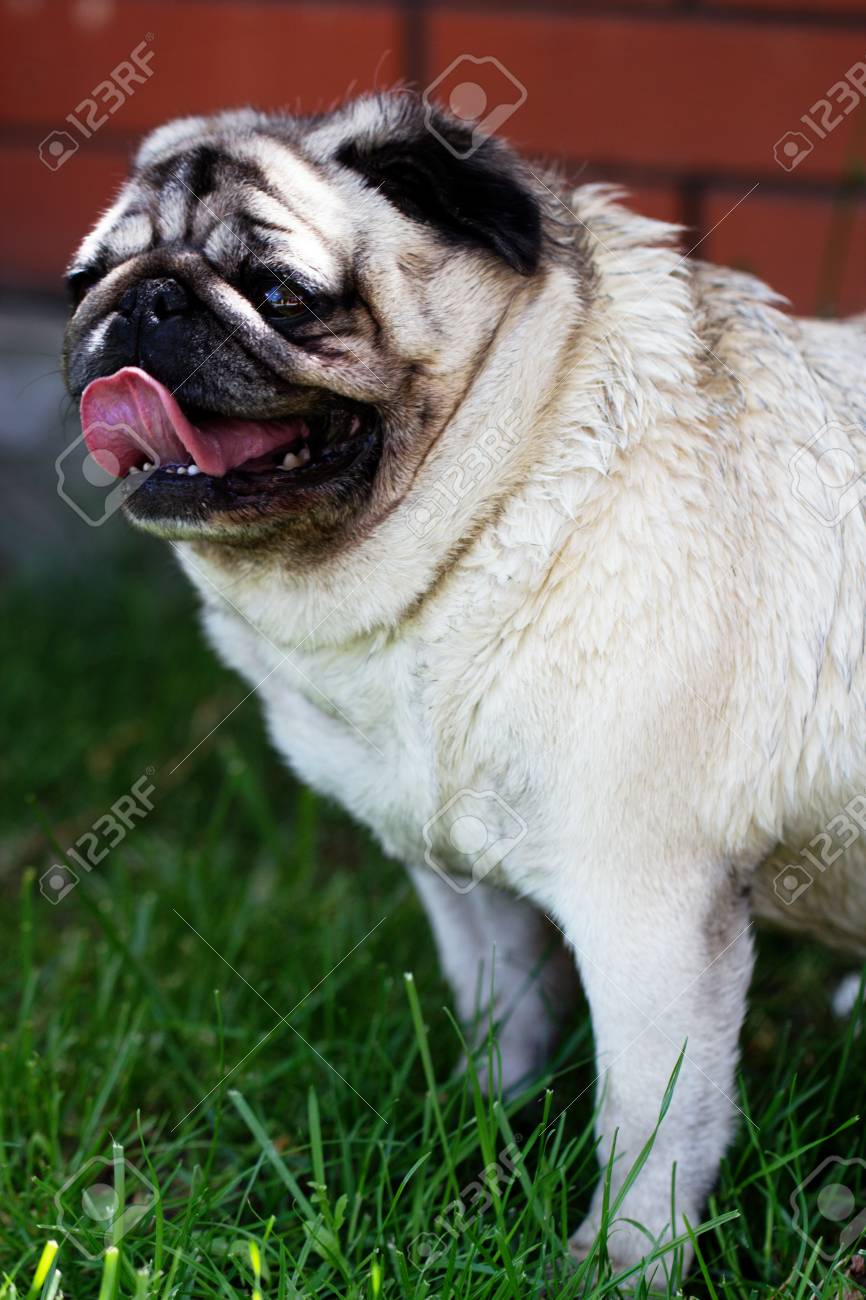 庭園に屋外のパグ犬 素敵な面白い白いかわいい脂肪良いパグ犬の肖像画 の写真素材 画像素材 Image