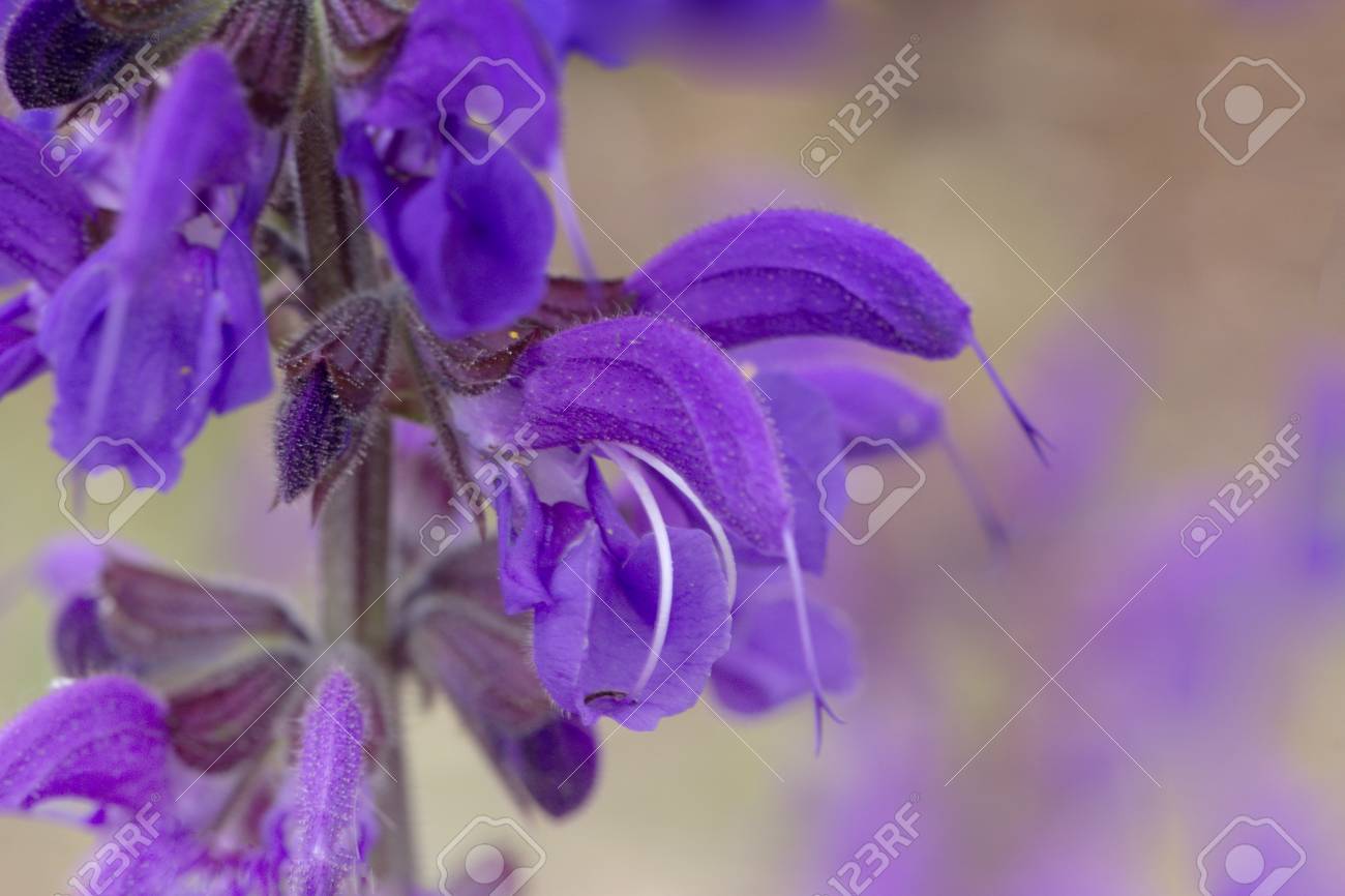 庭の紫色の 紫色 の春の花 紫色 紫色 の春の花 紫の春の花の花マクロ の写真素材 画像素材 Image