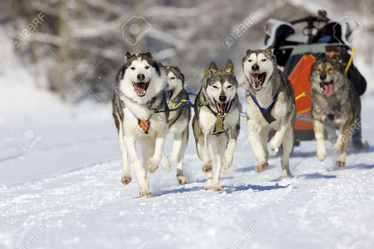 冬の雪のそり犬レースでそりの後ろに隠れてマッシャー の写真素材 画像素材 Image 冬の雪のそり犬レースでそりの後ろに隠れてマッシャー の写真素材 画像素材 Image