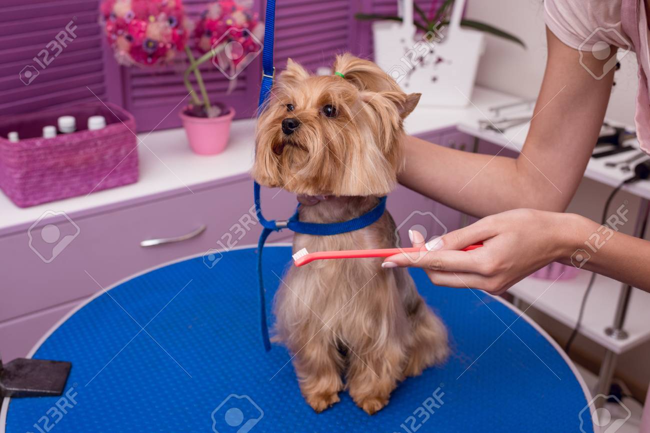 brushing small dog's teeth