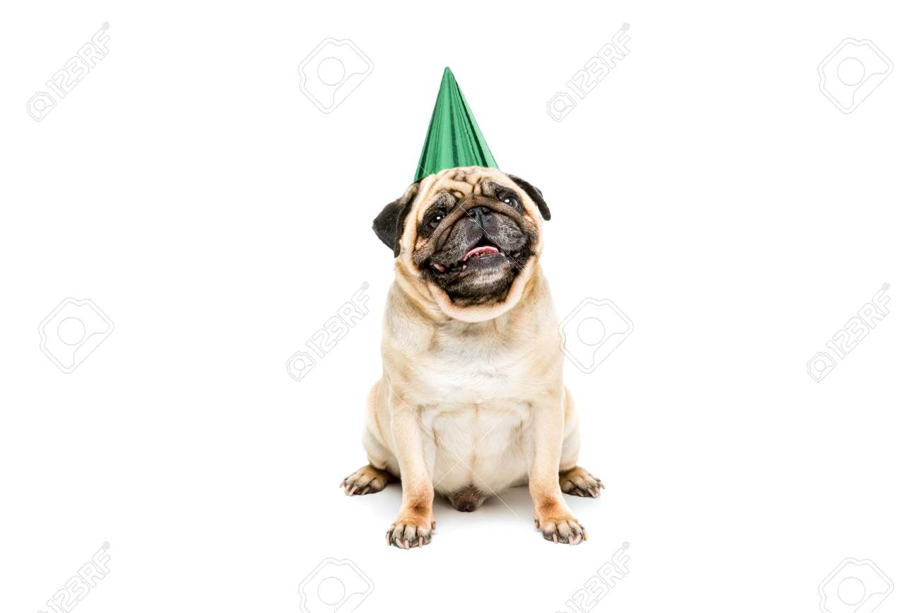 pug with hat